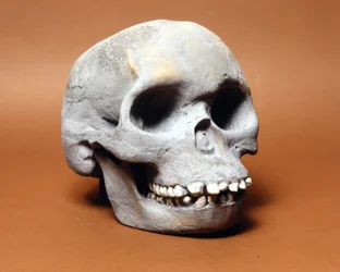 Piltdownův muž: lebka primitivního člověka, článek v řetězu evoluce mezi opicí a člověkem objevený Woodwardem a Dawsonem. Jedna z mnoha kopií lebky uchovávané v Přírodovědném muzeu v Miláně.