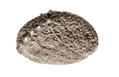 Prehistorické umění: fosilie lastury. Z jeskyně La Riera, Barcelona (foto)