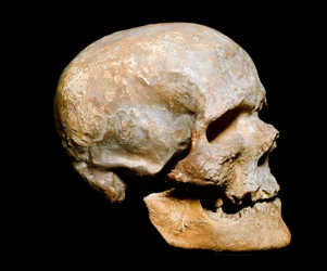 Pravěk: fosilní lebka člověka kromaňonského typu, Homo sapiens. Ze solutréenu, mladého paleolitu. Museo Civico di Storia Naturale, Milán