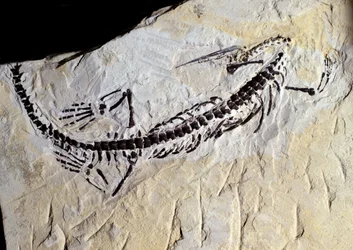 Pravěk: fosilie Mesosaura, paleozoická éra, permské období. Setkání v Minas Gerais, Brazílie.