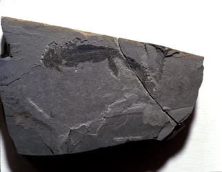 Pravěk: Permské období, paleozoické období. Fosilie Branchiosaurus (Brahiopode). Najděte v Rotliegen v Německu