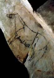 Prehistorie: skalní malba „“kůň“ ve stylu IV, svrchní paleolit (magdalénien) (před 18 000 a 14 000 lety) Jeskyně z doby kamenné Las Monedas, Santander, Španělsko – pravěk: kůň. Skalní malba, styl IV, horní paleolit (magdalénien) (mezi