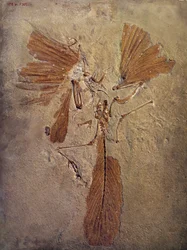 Pravěk: fosilie archeopteryxe, prehistorické zvíře z čeledi ptáků. Paříž, Muzeum přírodní historie