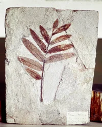 Pravěk: fosílie větví ve vápenci z naleziště Mount Bolca (Itálie). Eocénní období. Museo Civilo di Storia naturale, Milán