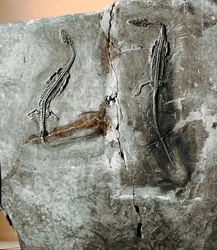 Prehistorie: dinosauří fosilní pachycefalosaurus. křídové období. Občanské muzeum přírodní historie, Milán