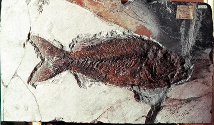 Prehistorie: fosilie ryby Sparnodus Elongatus z lokality Mount Bolca (Itálie). Eocénní období. Museo Civilo di Storia naturale, Milán