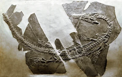 Pravěk: fosilie vodního plaza Askeptosaurus italicus z Besana (Itálie). Období středního triasu. Museo Civilo di Storia naturale, Milán