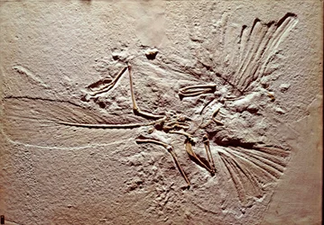 Pravěk: fosilie ptáka Archeopteryx (archeopteryx) Lithographica z lokality Solnhofen (Německo). Vynikající jura. Museo Civilo di Storia naturale, Milán