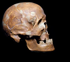 Pravěk: fosilní lebka Homo sapiens (člověk cromagnonský) z Chancelade (Dordogne). Magdalénien, mladý paleolit. 15 000 př. n. l. Museo Civico di Storia Naturale, Milán