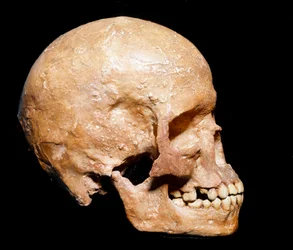 Pravěk: fosilní lebka Homo sapiens z Grimaldi, Ventimiglia (Itálie). Aurignacká kultura, mladý paleolit. Městské přírodovědné muzeum, Milán