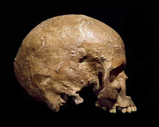 Pravěk: fosilní lebka Homo sapiens z Grimaldi, Ventimiglia (Itálie). Aurignacká kultura, mladý paleolit. Městské přírodovědné muzeum, Milán