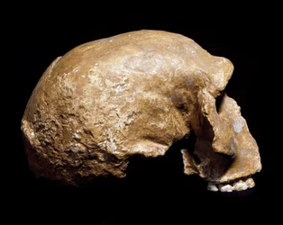 Prehistorie: fosilní lebka Homo sapiens pre neandrtálce (Homo steinheimensis nebo Homo heidelbergensis) nalezená ve Steinheim an der Murr (Německo) v roce 1933. Spodní paleolit. Stáří od 350 000 do 250 000 let. Museo Civico di Storia Naturale, Milán - Preh