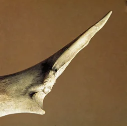 Prehistorie: nůž vyrobený z hovězí loketní kosti z Necropole of Arene Candide (Finale Liguria), Ligurie. Spodní neolit, Petrův věk. Genes, museo di archeologia ligure