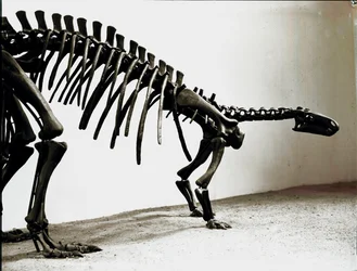 Pravěk: kostra dinosaura camptosaura (Camptosaurus Browni). Období vyšší jury. Museo Civilo di Storia naturale, Milán