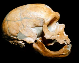 Pravěk: lebka Muže z kaple svatým (Chapelle aux Saints), muže neandrtálského (neandertálce nebo neandertálce: Homo sapiens), paleolit. Znovu se sešli v Correze v roce 1908. Museo Civico di Storia Naturale, Milán - Prehistorie: Lidská lebka z la