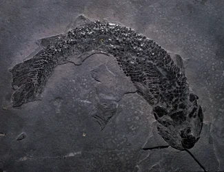 Pravěk: druh fosílie Gyroptichus, paleozoické období, období devonu. nalezený ve Skotsku.