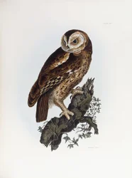 Sova sova, 1841
