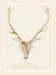 Jelen zastřelený Johnem Brownem, 1874
