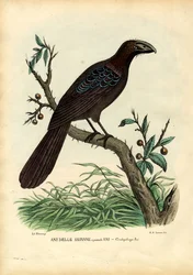 Léta, 1863-79