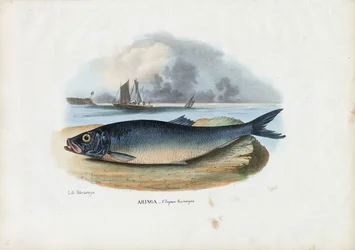 Sleď atlantický, 1863-79
