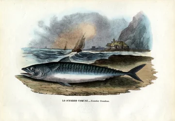 Atlantská makrela, 1863-79