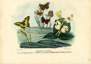 Motýli, 1863-79
