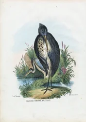 Volavka popelavá, 1863-79