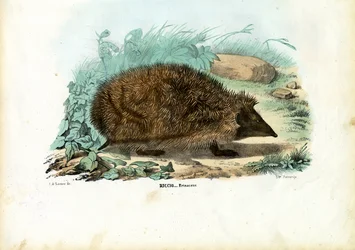 Ježek, 1863-79
