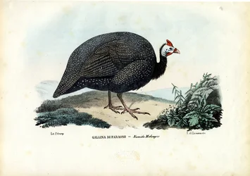 Perlička s přilbou, 1863-79