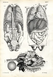 Střeva, 1863-79
