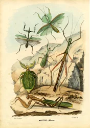 Listový hmyz, 1863-79