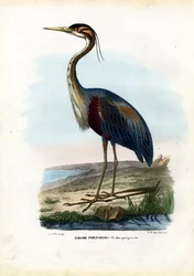 Volavka purpurová, 1863-79