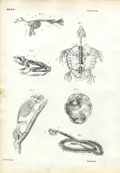 Želva, 1863-79