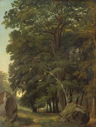 Zalesněná krajina