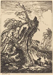 Studie stromu