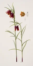 Fritillaria gracilis (olej na papíře)