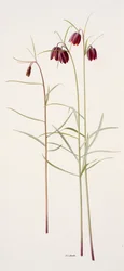 Fritillaria montana (olej na papíře)