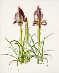 Iris acutiloba (olej na papíře)