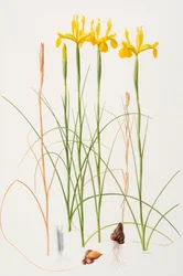 Iris spuria, 2002 (olej na papíře)