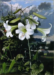 Lilium Emerald, asi 1959 (olej na desce)