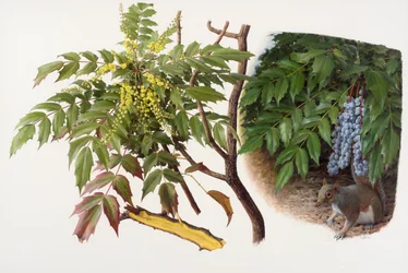 Mahonia japonica, 2008 (olej na papíře)