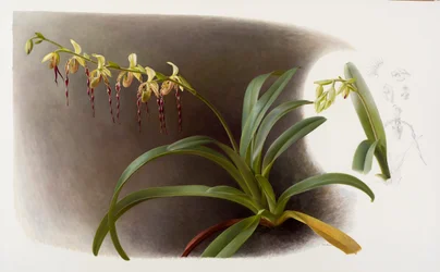 Orchideje