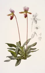 Paphiopedilum barbatum (olej na papíře)