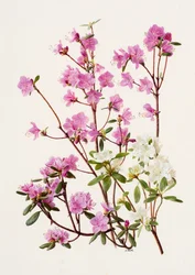 Rhododendron dauricum (olej na papíře)
