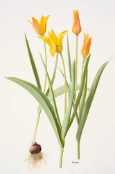 Tulipa ferganica (olej na papíře)