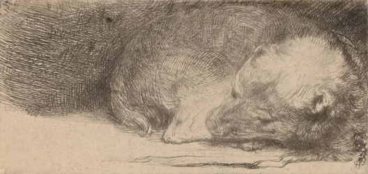 Spící štěně, c. 1640.