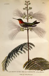 Kolibřík rubínový (Archilochus colubris), rytina z Les trochilidees ou les colibris et les oiseaux-mouches