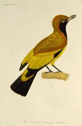 Dospělý samec Maskovaného Bowerbird (Sericulus aureus), rytina z Natural History of Birds of Paradise a Epimagues