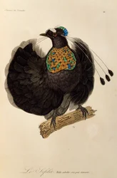 Dospělý samec západní Parotia (Parotia sefilata), rytina z Natural History of Birds of Paradise a Epimagues