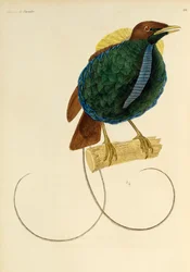 Ráj velkolepý (Cicinnurus magnificus), rytina z Natural History of Birds of Paradise a Epimagues